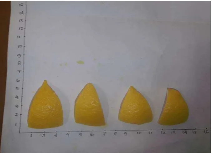 Gambar 2.9 Tanaman jeruk lemon yang diambil                 dari internet pada 10 Mei 2012 