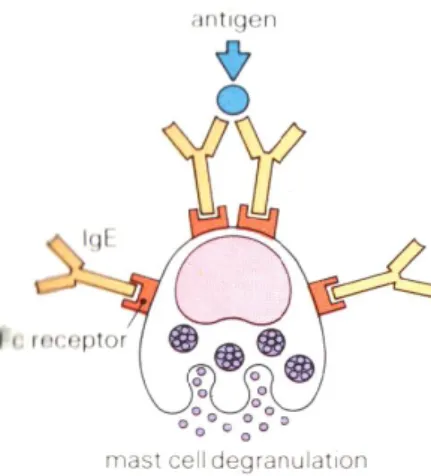 Gambar 2.3 Ikatan silang atibodi-antigen yang menyebabkan degranulasi           mastosit