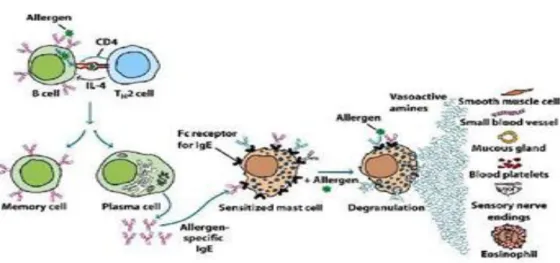 Gambar 2.2 Mekanisme umum saat terjadi reaksi alergi (Baratawidjaja, 2012). 
