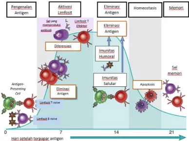 Gambar 1. Fase respon imun spesifik  