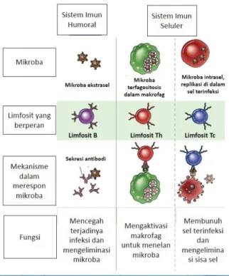Gambar 1. Tipe dan fungsi sel dalam sistem imun spesifik (Abbas et al., 2011) 