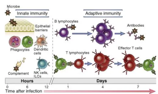 Gambar 1. Mekanisme respon imun nonspesifik (innate immune response) dan respon imun  spesifik (adaptive immune response) (Abbas et al., 2012) 