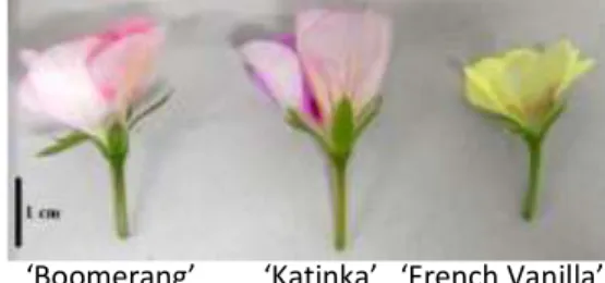 Gambar 1.  Kriteria bunga yang digunakan dalam penelitian          ‘Boomerang’         ‘Katinka’   ‘French Vanilla’ 