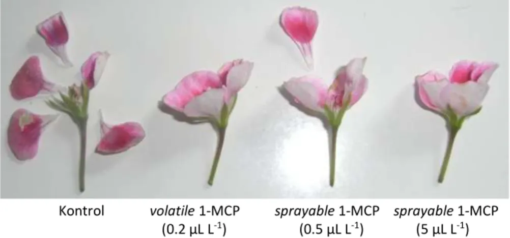 Gambar 3.  Penampilan  bunga  Pelargonium  zonale  ‘Boomerang’  pada  beberapa  level konsentrasi 1-MCP berbeda yang disimpan pada kondisi ruangan  mengandung etilen 1 µL L -1  selama 48 jam (The representative picture  of  Pelargonium  zonale  ‘Boomerang’