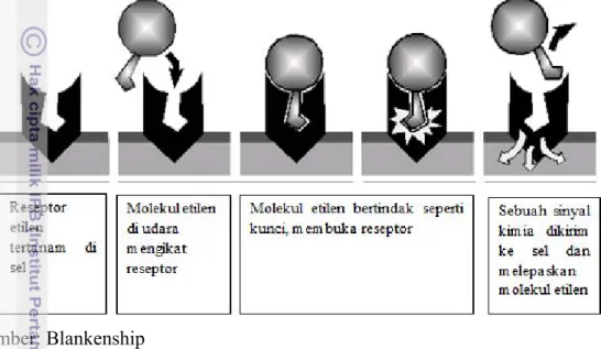 Gambar 3 Pengikatan molekul etilen dengan reseptornya yang membuka dan  menyebabkan reaksi kimia di jaringan tanaman 