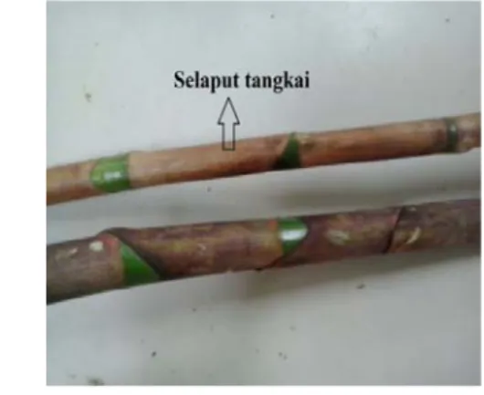 Gambar 9 Selaput tangkai bunga kasturi 