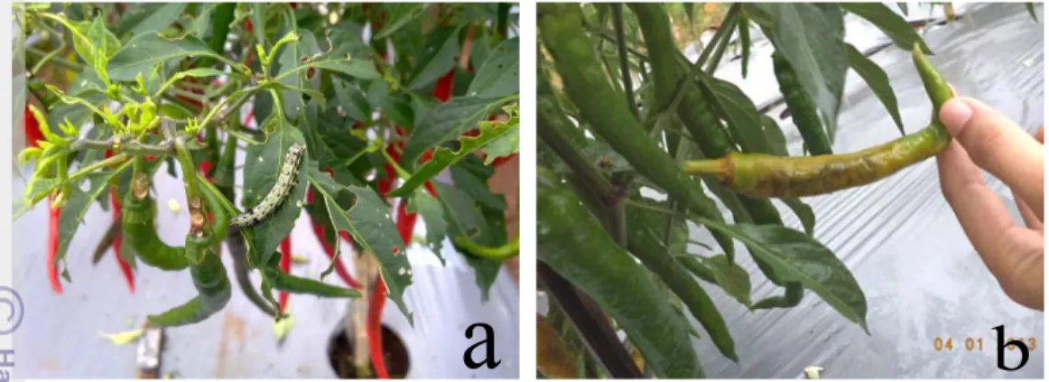 Gambar  2  Hama yang menyerang tanaman cabai : a. Ulat  grayak  b. Lalat buah 