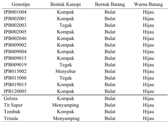 Tabel 1.  Penampilan Bentuk Kanopi, Warna, dan Bentuk Batang 13 Galur Cabai  IPB yang Diuji dan 4 Varietas Pembanding yang Diuji