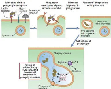 Gambar  2.  Tahapan  fagositosis  mikroba  oleh  sel  fagosit  (Abbas  et  al.,  2014)