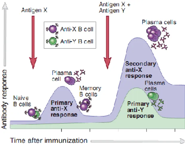 Gambar  3.  Respon  imun  primer  dan  sekunder  sel  B  (Abbas  et  al.,  2014).  Antigen  X  dan  Y  akan  menginduksi  produksi  antibodi  yang  berbeda,  yang  merefleksikan  spesifisitas  antibodi  tersebut