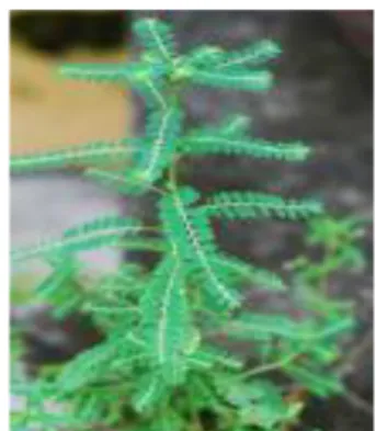 Gambar 4. Meniran (Phyllanthus niruri L.) (Anonim, 2012 a ) 