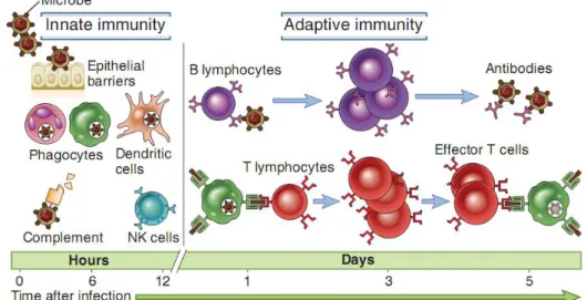 Gambar  1.  Mekanisme  imunitas  bawaan  dan  imunitas  adaptif  (Abbas  et  al.,  2014)