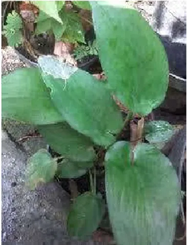 Gambar 1. Keladi Tikus (Typhonium flagelliforme (Lodd.) Blume) 