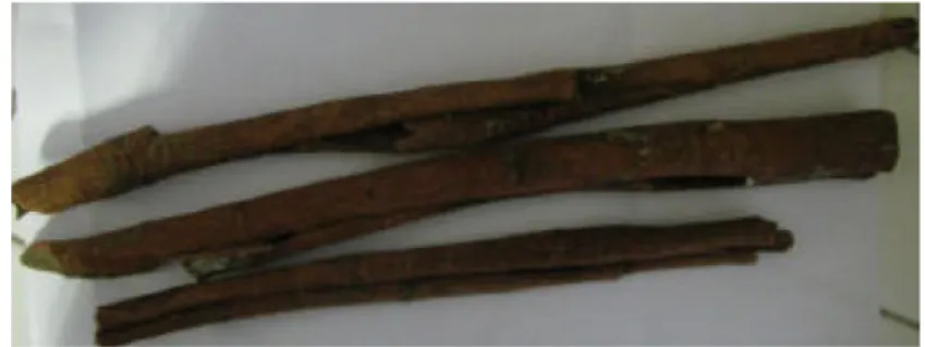 Gambar 2. Kulit kayu manis (Cinnamomum burmanii Ness) (Dwijayanti, 2011). 