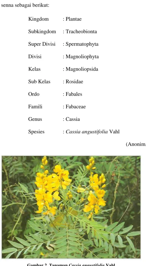 Gambar 2. Tanaman Cassia angustifolia Vahl 
