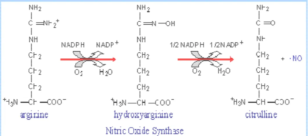 Gambar 2. Reaksi pembentukan  citrulin dan  NO 