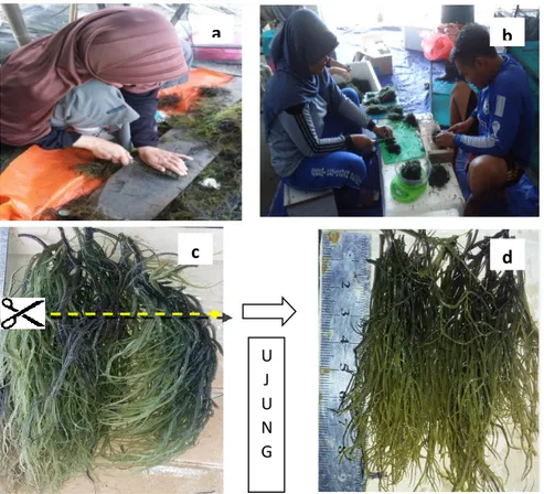 Gambar 7.  (a) dan (b) Pemotongan talus bibit rumput laut G. verrucosa dengan  metode stek, (c,d) talus rumput laut bagian ujung yang telah dipotong dengan 
