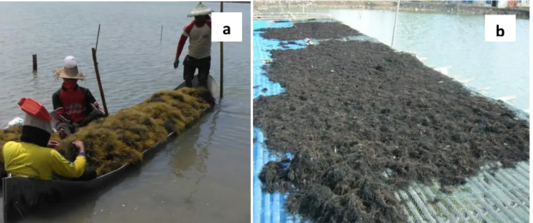 Gambar 10. (a) Proses pemanenan, (b) penjemuran rumput laut G. Verrucosa. 