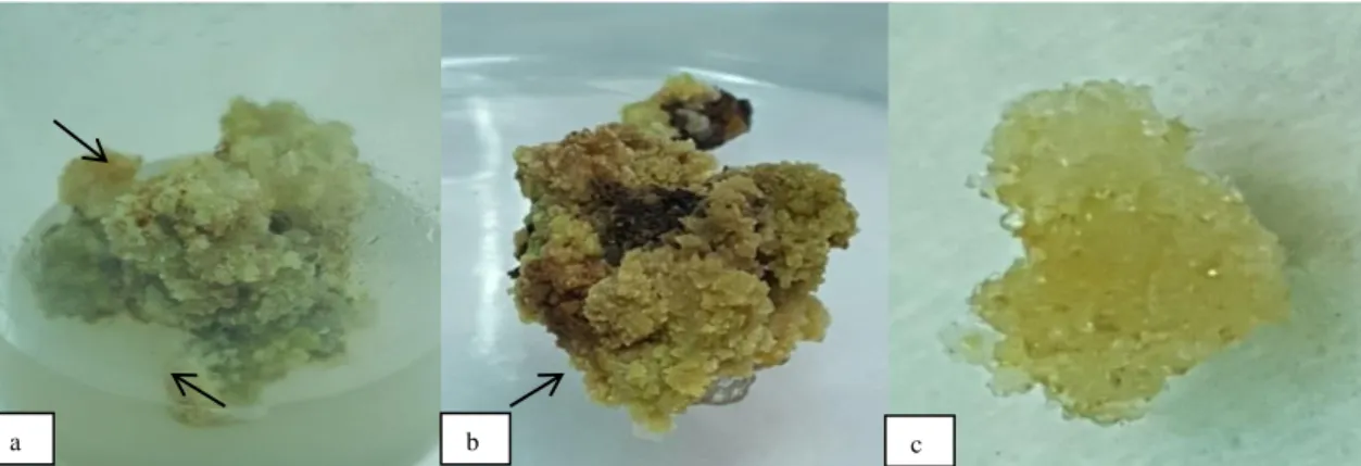 Gambar 1. Kalus friabel hijau (a), kalus embriogenik hijau kekuningan (b) dan kalus embriogenik putih bening  dan putih kekuningan (c) 