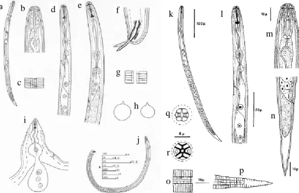 Gambar 1   Morfologi G. rostochiensis: (a) juvenil, (b) bagian kepala dari juvenil  instar  2  (J2),  (c)  bagian  tengah  tubuh  J2,  (d)  bagian  faring  dari  J2,     (e)  bagian  faring  dari  jantan,  (f)  bagian  ujung/ekor  dari  jantan,           (
