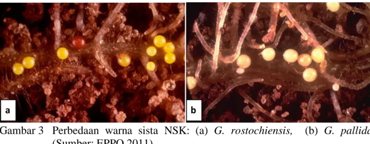 Gambar 3   Perbedaan  warna  sista  NSK:  (a)  G.  rostochiensis,    (b)  G.  pallida  (Sumber: EPPO 2011)