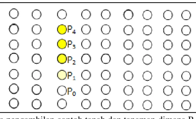 Gambar 5   Pola pengambilan contoh tanah dan tanaman dimana P 0 , P 1 , P 2 , P 3  dan  P 4   berada  pada  satu  guludan  dan  menunjukkan  tingkat  keparahan  penyakit yang berbeda 