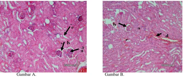 Gambar 2 Irisan melintang organ hati normal mencit jantan kelompok kontrol (CMC-Na 0,5%) dengan perbesaran  200x dan pewarnaan hematoksilin-eosin (gb.A)