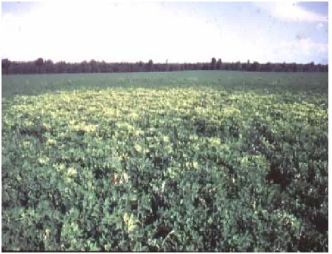 Gambar 1.  Gejala botak (patch symptom) serangan nematoda pada areal   tanaman yang luas (Sumber : IMP 1981) 