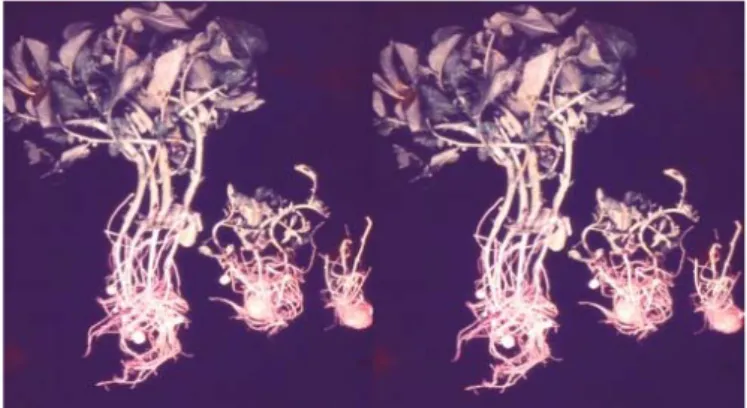 Gambar 2.  Gejala infeksi nematoda pada individu tanaman.  Dua tanaman  kerdil di tengah dan kanan habitusnya lebih kecil karena  terserang nematoda (Sumber : Hadisoeganda 2003 a) 