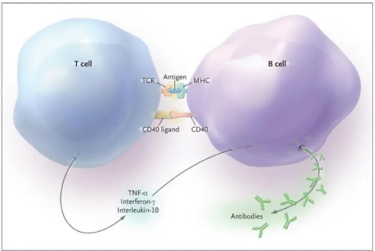 Gambar 6.  Interaksi antara sel T dan sel B 