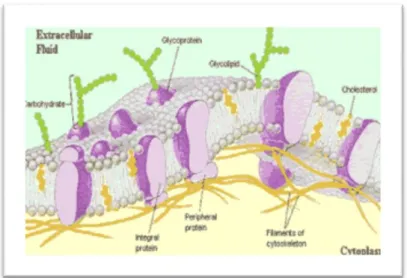 Gambar 3.  Struktur glikoprotein pada permukaan membran sel (limfosit) 