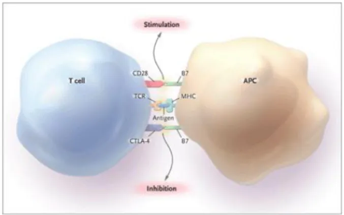 Gambar 5.  Interaksi antara sel T dan sel yang memiliki antigen 