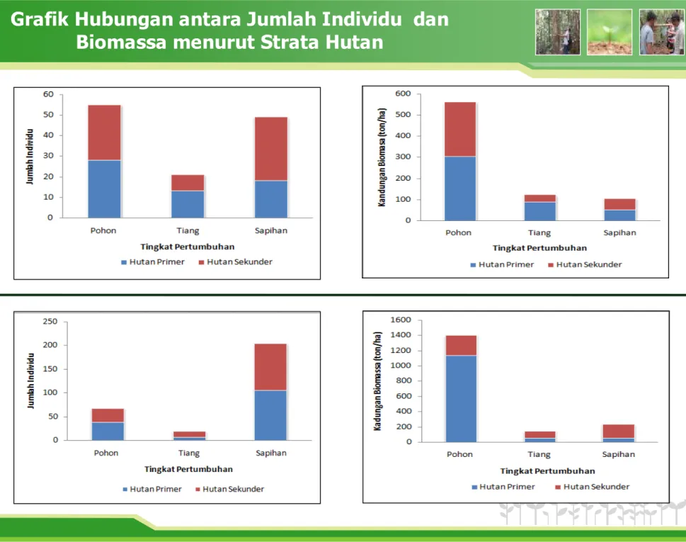 Grafik Hubungan antara Jumlah Individu  dan  Biomassa menurut Strata Hutan 