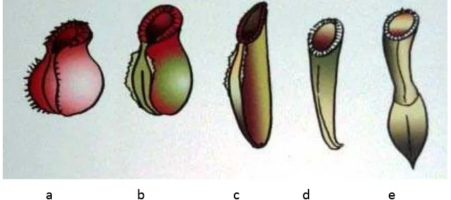 Gambar 1.  Berbagai variasi bentuk kantung Nepenthes : a) bentuk tempayan, b) bentuk telur, c) bentuk silinder,d) bentuk corong, dan e) bentuk pinggang