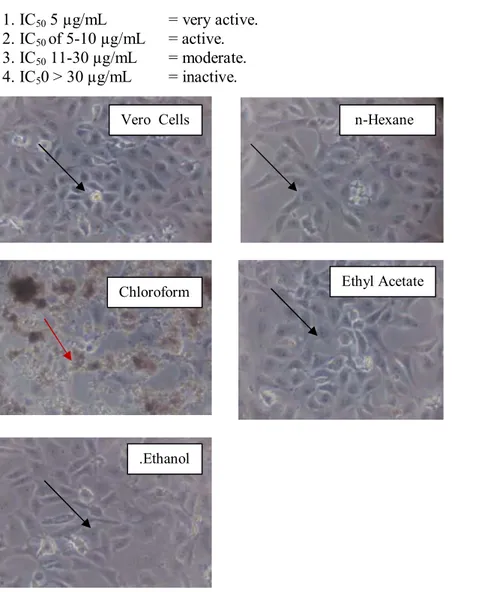 Gambar 2. Morphology of Vero cells after incubated with all extracts for 24 h (magnification 10 x 10)
