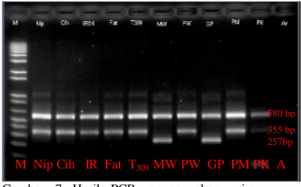 Gambar 7 menyajikan data hasil amplifikasi DNA padi aromatik dan nonaromatik.  Varietas padi nonaromatik yang digunakan adalah Nipponbare, Ciherang, IR 64, Fatmawati, dan T309, sedangkan varietas padi aromatik yang digunakan adalah Mentik Wangi, Pandan Wan