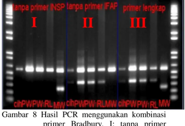 Gambar 8 Hasil PCR menggunakan kombinasi primer Bradbury. I: tanpa primer INSP, II: tanpa primer IFAP, III: menggunakan primer lengkap, Sampel: Ciherang, Pandan Wangi, Rojo Lele, dan Mentik Wangi.