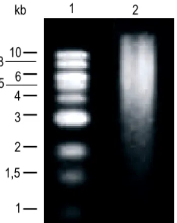Gambar 3.  Fragmen  DNA  tanaman  kedelai  kultivar  Lumut  berukuran  besar  hasil  pemotongan  parsial  dengan  enzim Sau3AI  dan  telah mengalami  penyisipan  nukleotida pada kedua ujungnya
