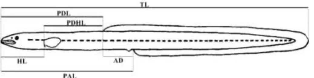 Gambar  2.  Pengukuran  morfometrik  ikan  sidat,  keterangan:  total  length  (TL),  head  length  (HL),  pre-dorsal  head  length  (PDHL),  pre-anal  length  (PAL),  pre-dorsal  length  (PDL), dan ano-dorsal length (AD)