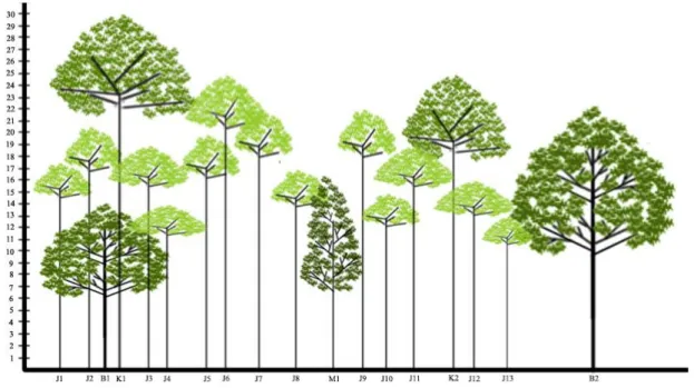 Gambar 6. Diagram Profil Pohon di Kecamatan Tambakromo pada ketinggian 200 m dpl (skala 1:20 cm)  Keterangan : J 1-14   = Jati (Tectona grandis), skala 1:20 cm 