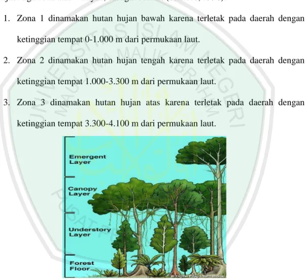 Gambar 2.1 Stratifikasi hutan hujan tropis (Marpaung, 2006)  2.2 Hutan hujan tropis 