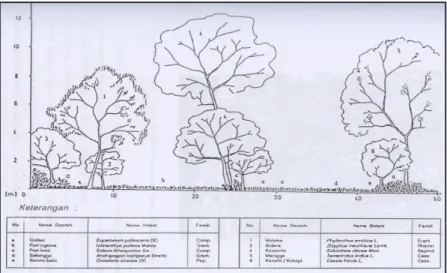 Gambar 3.1. Profil vegetasi Taman Buru Pulau Moyo, NTB (Mukhtar,  1996)