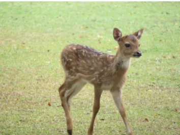 Gambar 3 Anakan Rusa Totol di halaman Istana Bogor 