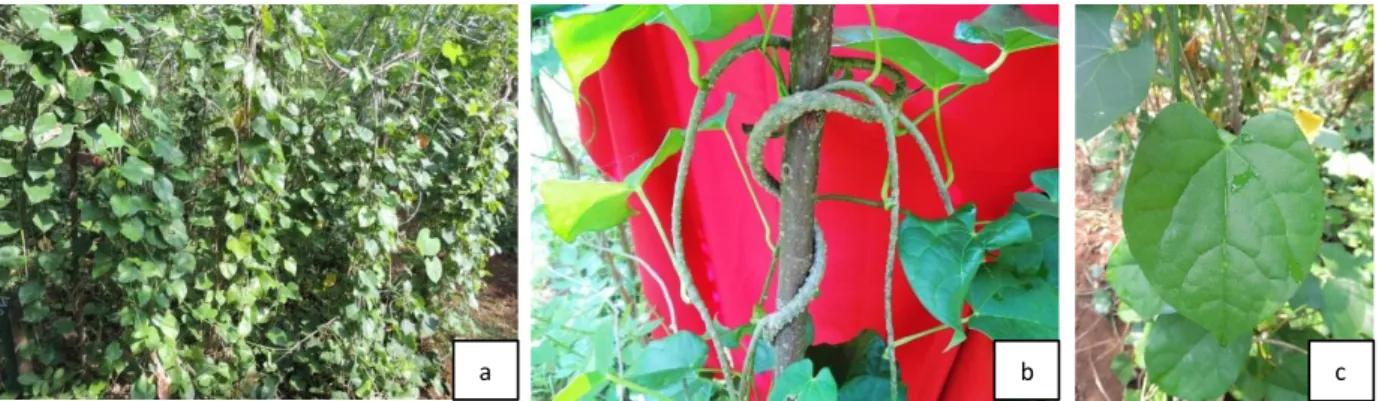 Gambar 1. Tanaman (a), batang (b) dan daun (c) brotowali (Tinospora crispa) (dok. Nurhayati) 