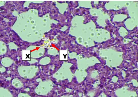 Gambar 3. Histologi alveolus kelompok spray (P2) (HE, 10x10)