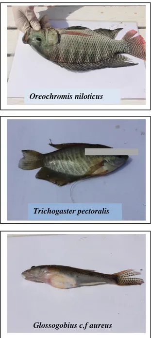 Gambar  4.  Beberapa  jenis  iktiofauna  yang  tertangkap  di  Danau  Tempe  (Sumber  foto: 