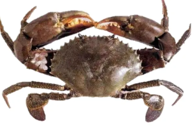 Gambar 2. Kepiting bakau (Scylla spp.). 