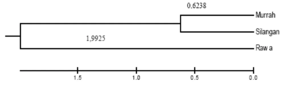 Tabel 9. Matriks jarak genetik   