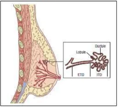 Gambar 2.3. Potongan transversal payudara yang menggambarkan struktur duktus dan 