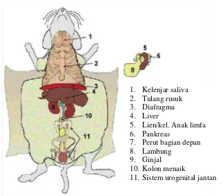 Gambar 2.1 Posisi kelenjar pankreas dan organ dalam/internal lainnya yang terdapat pada mencit/tikus setelah saluran pencernaan diambil